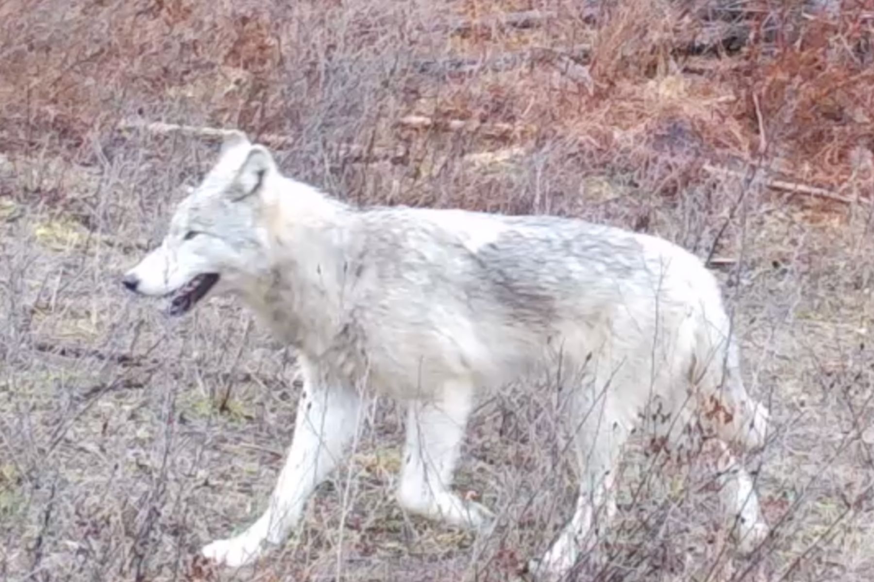 Grey wolf, photo by Daniel Curry