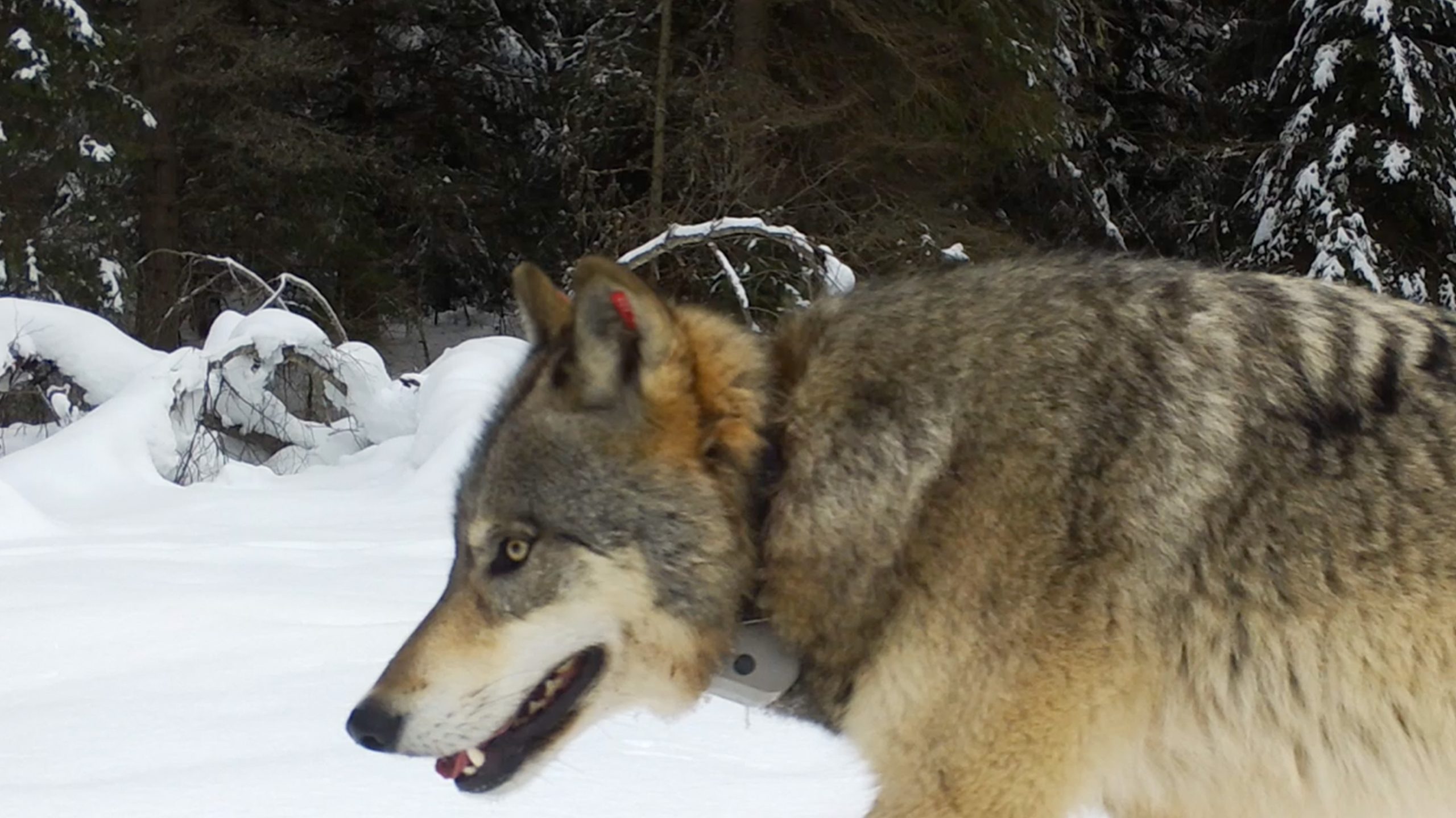 The Wolf Ranger film still